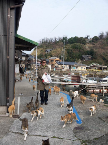 В Японии есть остров Тасиро, но его ещё принято называть «Кошачий остров» В Японии есть остров Тасиро, но его ещё принято называть «Кошачий остров»