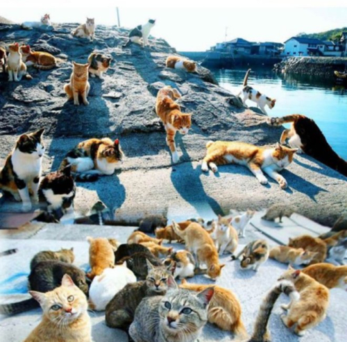 В Японии есть остров Тасиро, но его ещё принято называть «Кошачий остров» В Японии есть остров Тасиро, но его ещё принято называть «Кошачий остров»