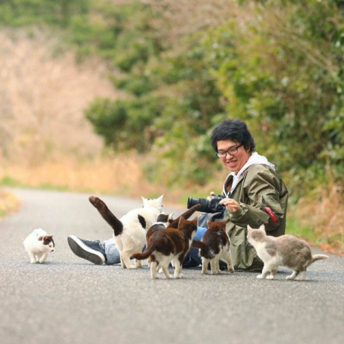 В Японии есть остров Тасиро, но его ещё принято называть «Кошачий остров» В Японии есть остров Тасиро, но его ещё принято называть «Кошачий остров»